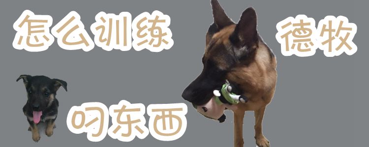 怎么訓(xùn)練德牧叼東西