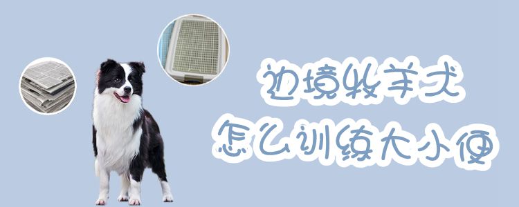 邊境牧羊犬怎么訓(xùn)練大小便