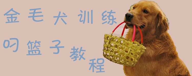 金毛犬訓(xùn)練叼籃子教程1