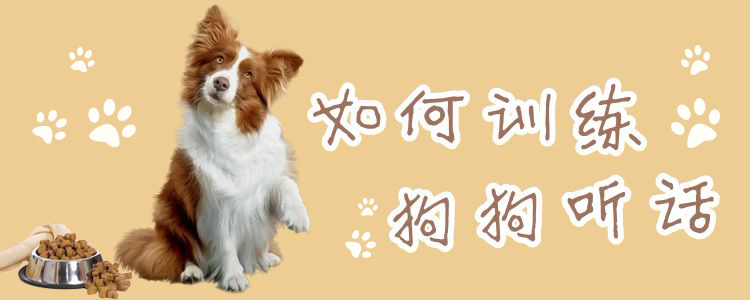如何訓(xùn)練狗狗聽話