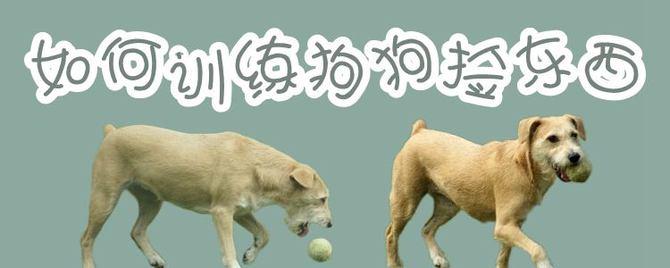 如何訓(xùn)練狗狗撿東西