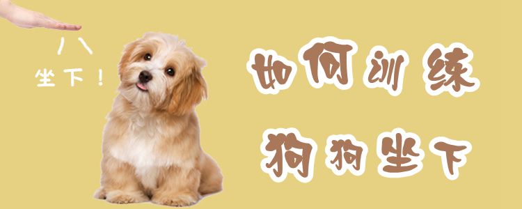 如何訓(xùn)練狗狗坐下