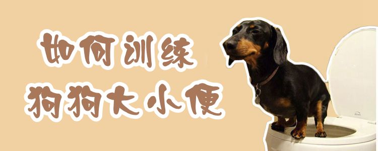 如何訓(xùn)練狗狗大小便