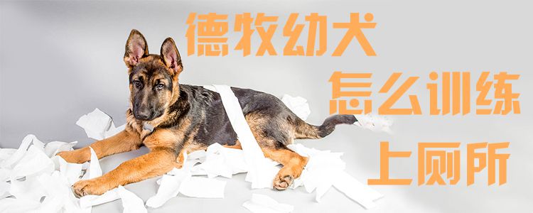德牧幼犬怎么訓(xùn)練上廁所