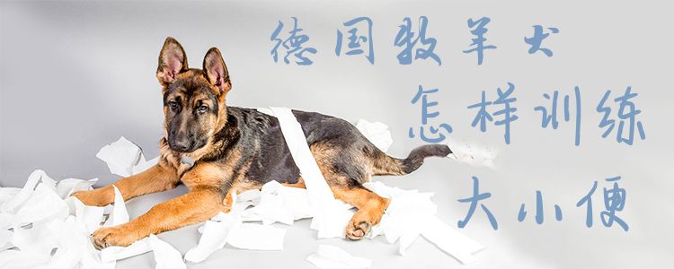 德國牧羊犬怎樣訓(xùn)練大小便
