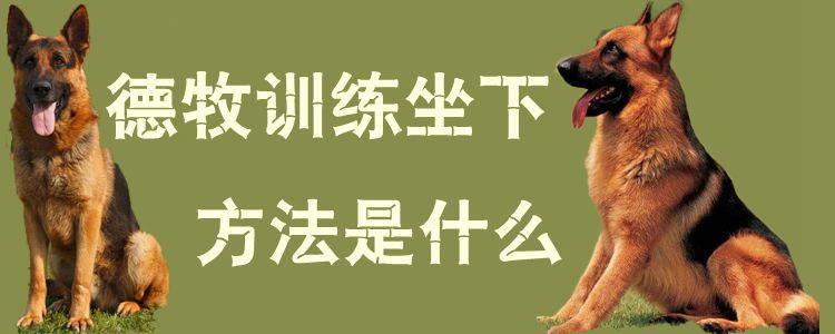 德牧訓(xùn)練坐下方法是什么