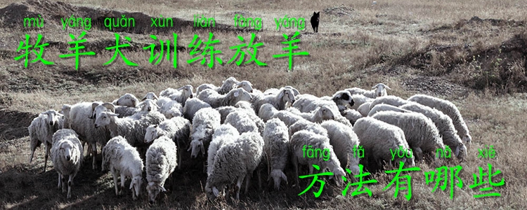 牧羊犬訓(xùn)練放羊方法有哪些