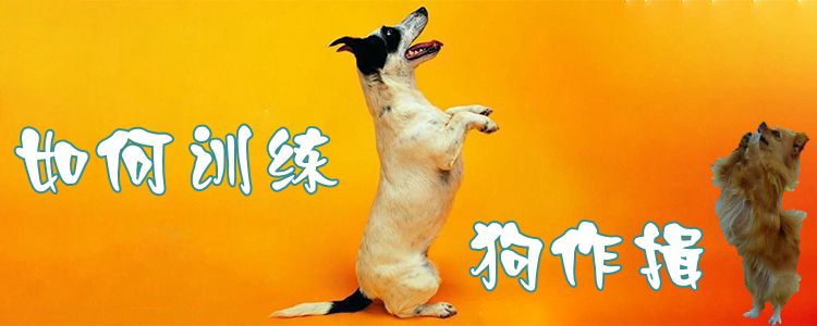 如何訓(xùn)練狗作揖