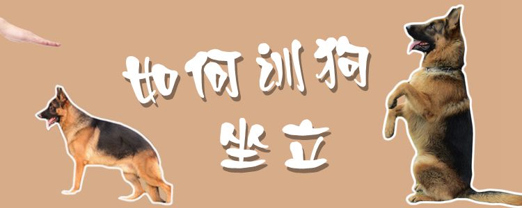 如何訓(xùn)狗坐立