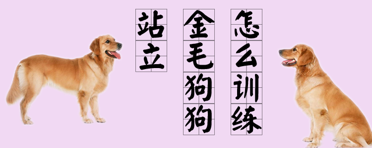 怎么訓(xùn)練金毛狗狗站立