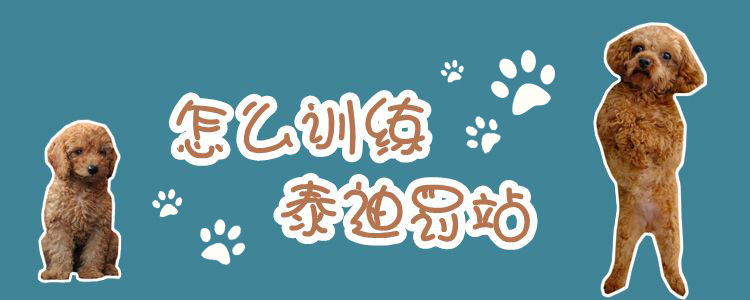 泰迪罰站怎么訓(xùn)練1
