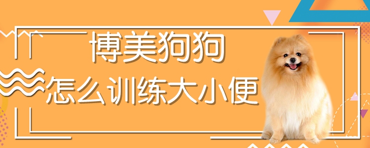 博美狗狗怎么訓(xùn)練大小便