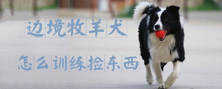 邊境牧羊犬怎么訓(xùn)練撿東西