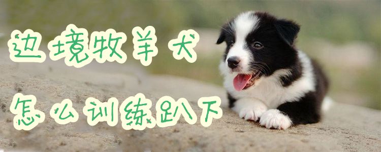 邊境牧羊犬怎么訓(xùn)練趴下