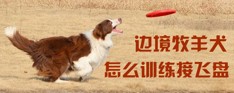 邊境牧羊犬怎么訓(xùn)練接飛盤