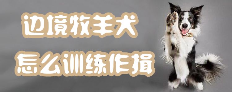 邊境牧羊犬怎么訓(xùn)練作揖