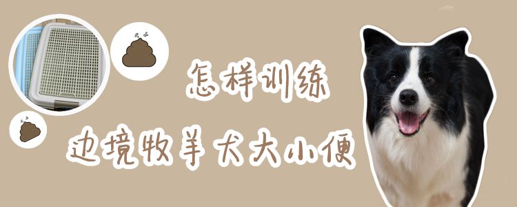 怎樣訓(xùn)練邊境牧羊犬大小便