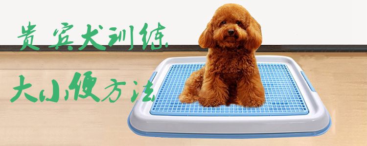 貴賓犬訓(xùn)練大小便方法1