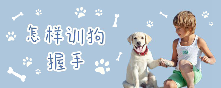 怎樣訓(xùn)狗握手