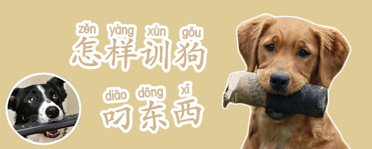怎樣訓狗叼東西