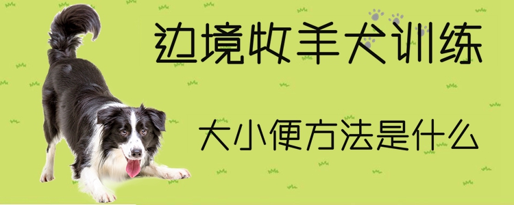 邊境牧羊犬訓(xùn)練大小便方法是什么