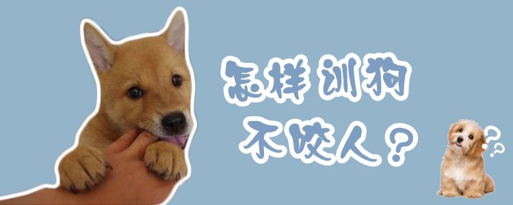 怎樣訓(xùn)狗不咬人