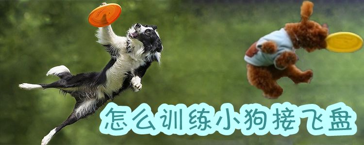 怎么訓練小狗接飛盤1