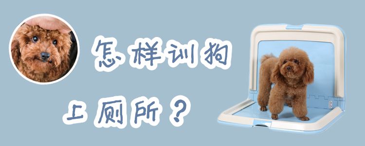 怎樣訓(xùn)狗上廁所