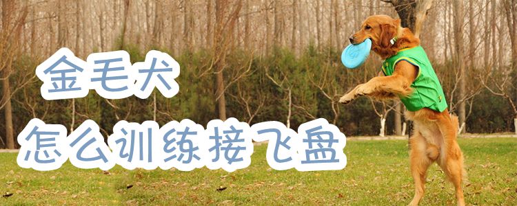 金毛犬怎么訓練接飛盤
