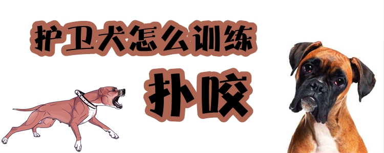 護(hù)衛(wèi)犬怎么訓(xùn)練撲咬