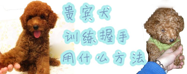 貴賓犬訓(xùn)練握手用什么方法
