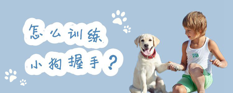 怎么訓(xùn)練小狗握手