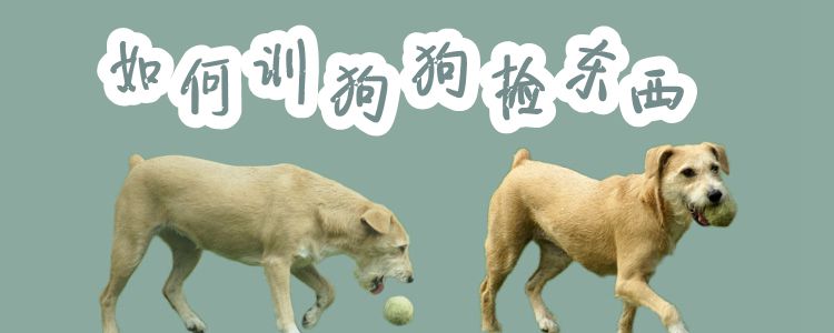 如何訓(xùn)狗狗撿東西