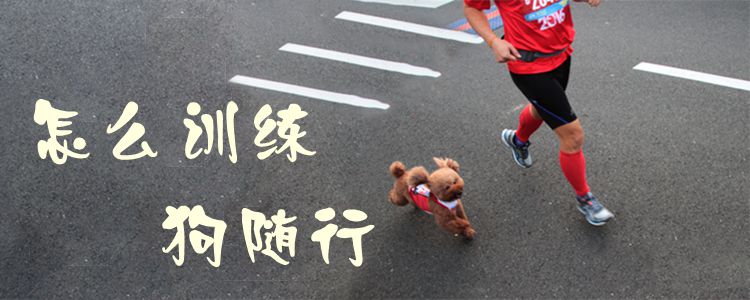 怎么訓(xùn)練狗隨行1