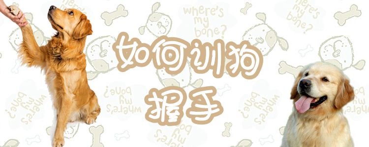如何訓(xùn)狗握手
