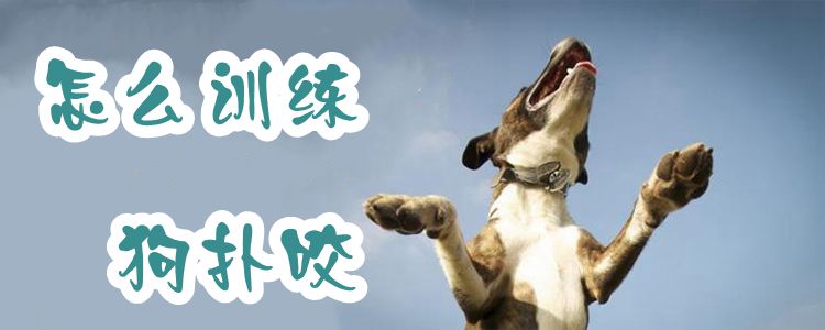 怎么訓(xùn)練狗撲咬