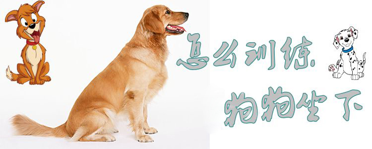 怎么訓(xùn)練狗狗坐下