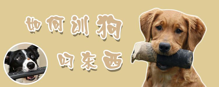 如何訓(xùn)狗叼東西