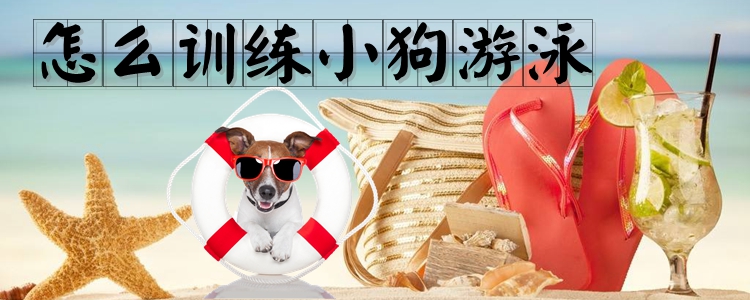 怎么訓練小狗游泳
