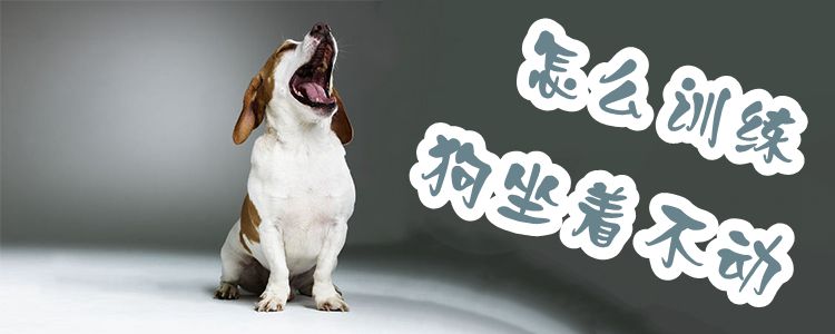 怎么訓(xùn)練狗坐著不動