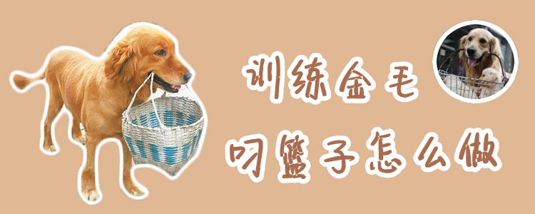 訓(xùn)練金毛叼籃子怎么做