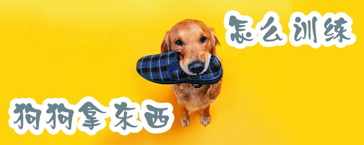 怎么訓(xùn)練狗狗拿東西