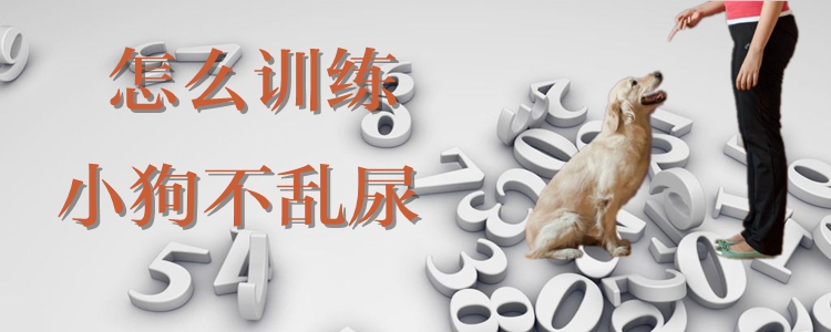 怎么訓(xùn)練小狗不亂尿