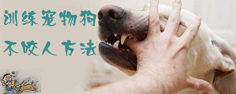 訓(xùn)練寵物狗不咬人方法