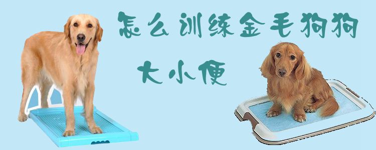 怎么訓(xùn)練金毛狗狗大小便1
