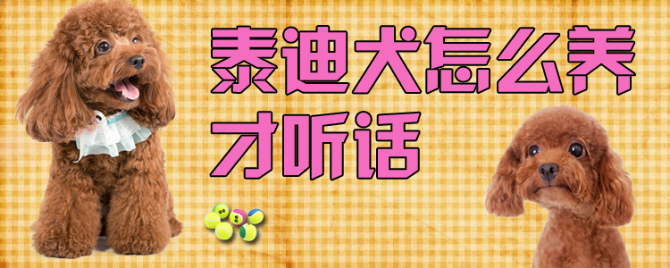 泰迪犬怎么養(yǎng)才聽話