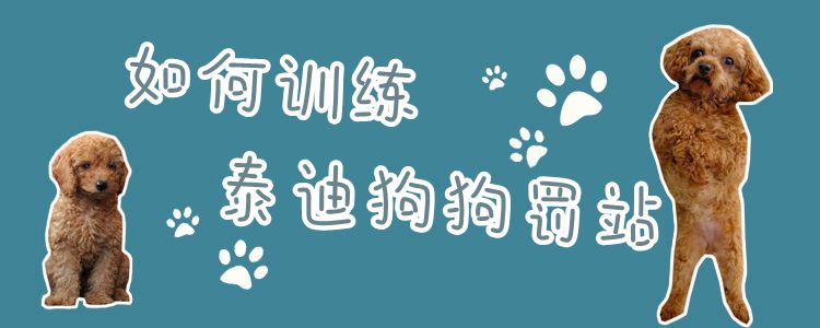 如何訓(xùn)練泰迪狗狗罰站