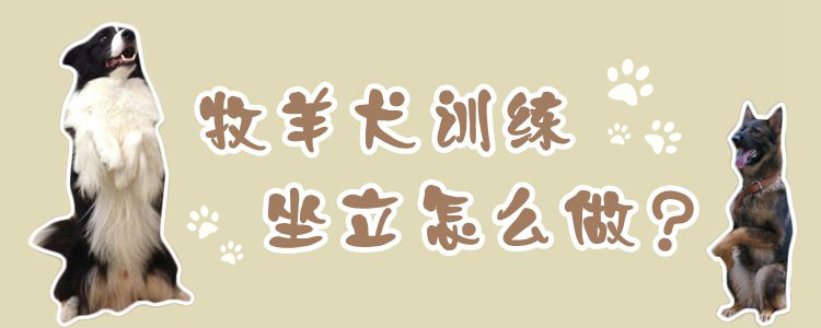 牧羊犬訓(xùn)練坐立怎么做