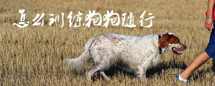 怎么訓(xùn)練狗狗隨行