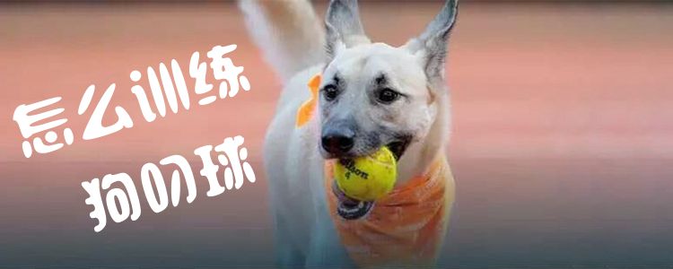 怎么訓(xùn)練狗叼球
